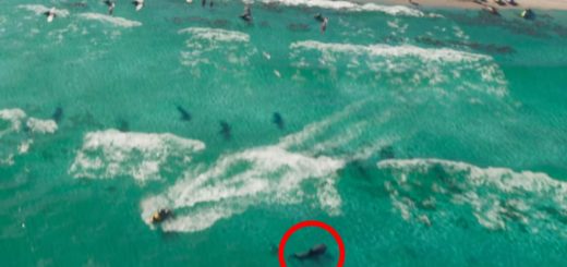 Shark – GTA 6 Animal