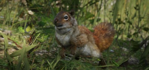 Squirrel – GTA 6 Animal